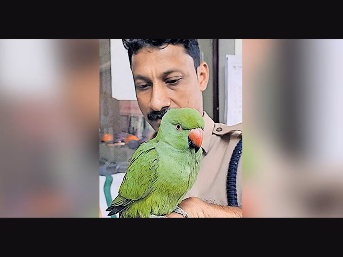 रेयान और एडेन अपने कन्नन का इंतज़ार कर रहे हैं ओरवक्कल में दुर्लभ तोता लापता हो गया रेयान और एडेन अपने कन्नन का इंतज़ार कर रहे हैं ओरवक्कल में दुर्लभ तोता लापता हो गया