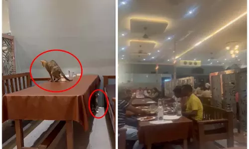 बलबीर ढाबा में ग्राहकों का आरोप, खाने के टेबल पर बिल्ली ने किया मलमूत्र बलबीर ढाबा में ग्राहकों का आरोप, खाने के टेबल पर बिल्ली ने किया मलमूत्र