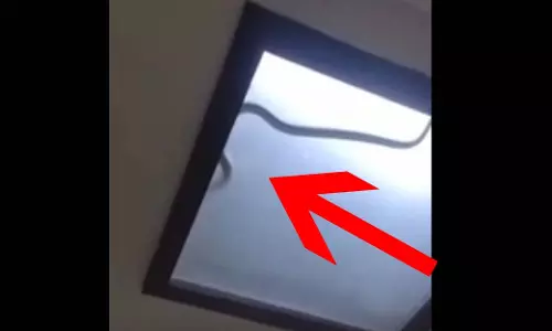 OMG! घर की लाइट में खतरनाक सांप छिपा हुआ था, फिर...