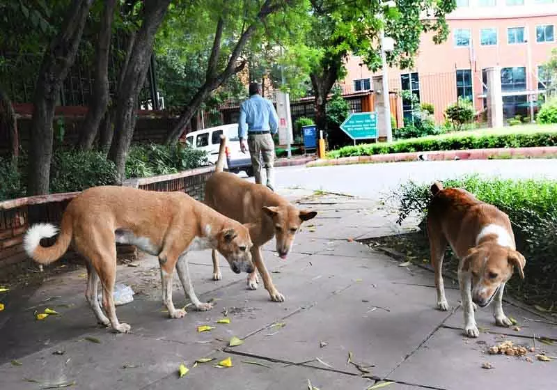 कुत्तों के लिए माइक्रोचिप और रेबीज नियंत्रण पर कार्य योजना पर विचार कुत्तों के लिए माइक्रोचिप और रेबीज नियंत्रण पर कार्य योजना पर विचार