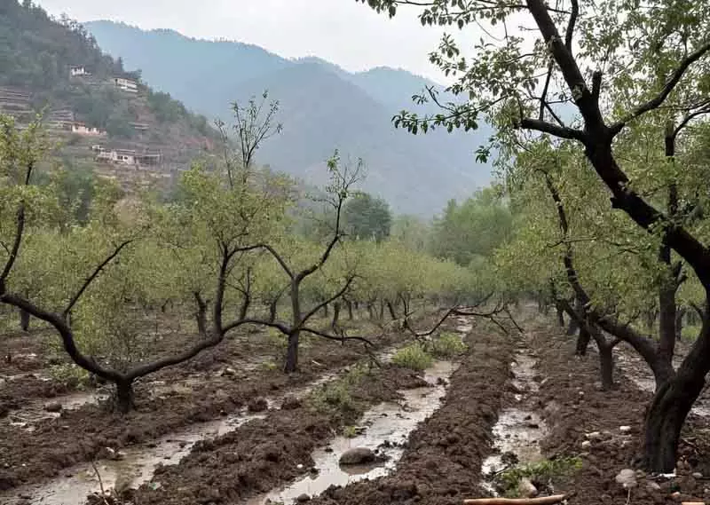 नीतिगत निष्क्रियता से कश्मीर के बागवानों को 600 करोड़ रुपये का नुकसान नीतिगत निष्क्रियता से कश्मीर के बागवानों को 600 करोड़ रुपये का नुकसान