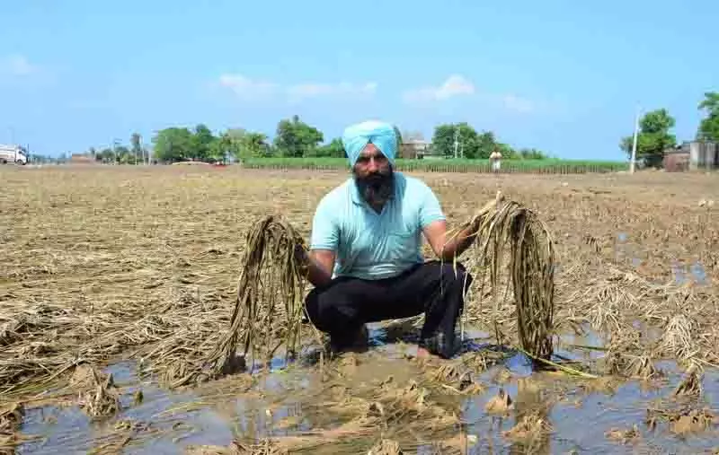 Kapurthala के किसानों ने कर्ज की चिंता के बीच नुकसान का आकलन किया Kapurthala के किसानों ने कर्ज की चिंता के बीच नुकसान का आकलन किया