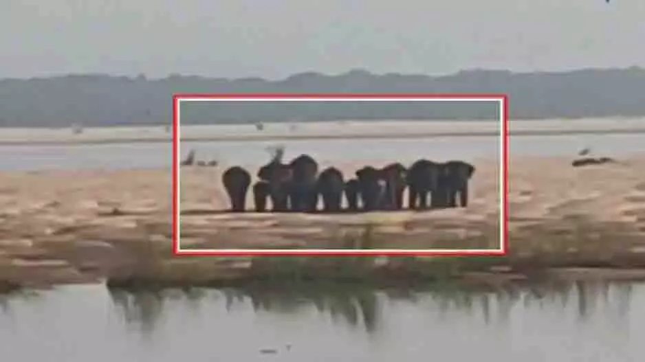 Banki के पास महानदी में फंसे 17 हाथी, वन विभाग अलर्ट पर Banki के पास महानदी में फंसे 17 हाथी, वन विभाग अलर्ट पर