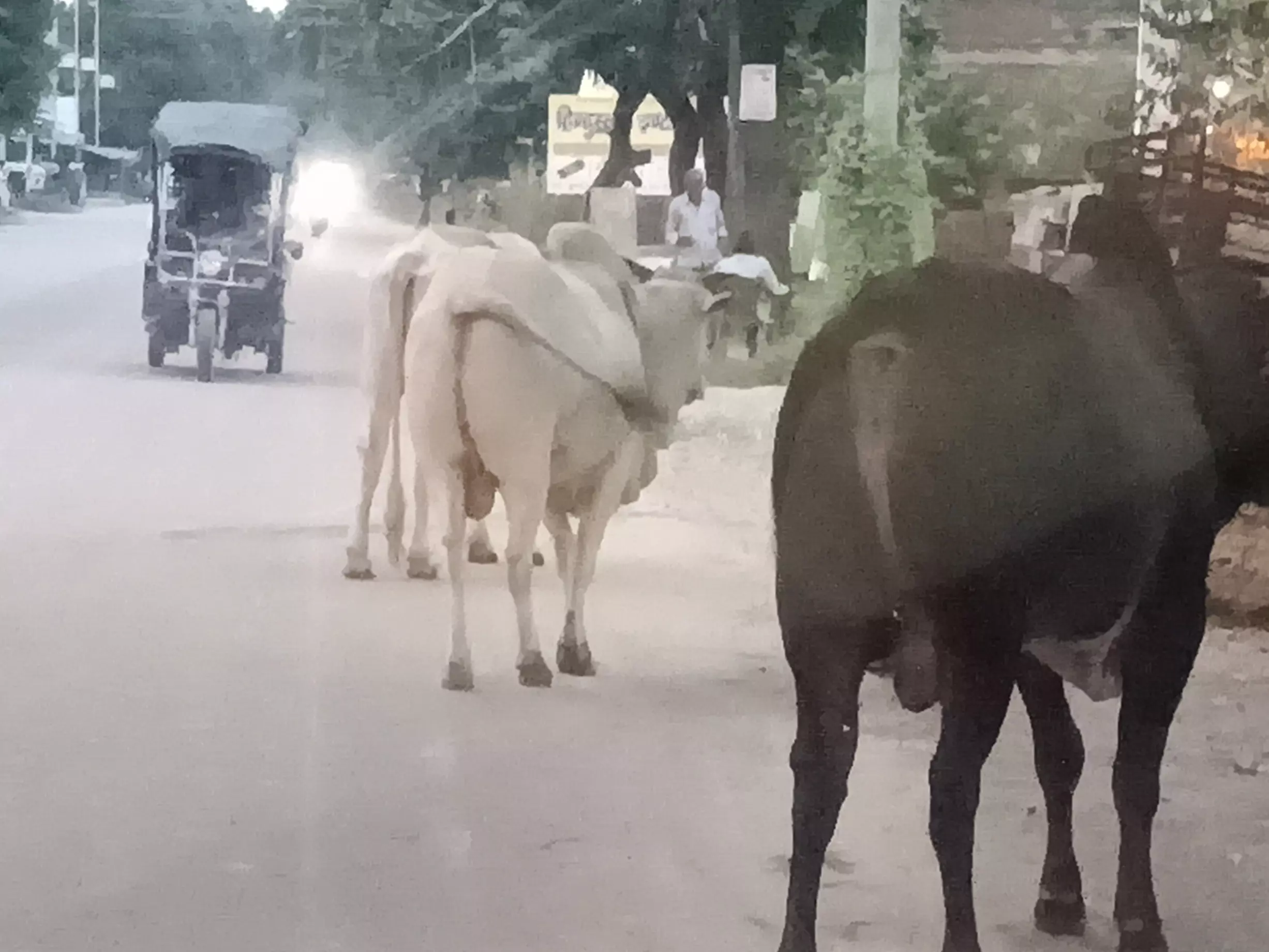 Pauri Garhwal: सड़क और गलियों में घूमते गाय-भैंस, जनता में नाराजगी Pauri Garhwal: सड़क और गलियों में घूमते गाय-भैंस, जनता में नाराजगी
