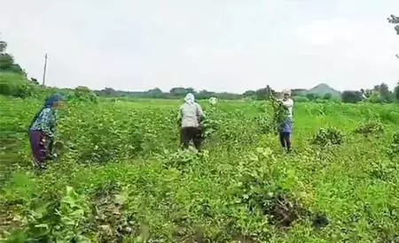 तेलंगाना में यूरिया संकट से सबसे ज्यादा प्रभावित बटाईदार किसान तेलंगाना में यूरिया संकट से सबसे ज्यादा प्रभावित बटाईदार किसान