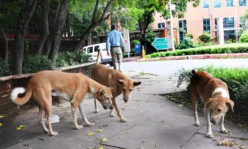 कुत्तों के लिए माइक्रोचिप और रेबीज नियंत्रण पर कार्य योजना पर विचार कुत्तों के लिए माइक्रोचिप और रेबीज नियंत्रण पर कार्य योजना पर विचार