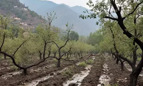 नीतिगत निष्क्रियता से कश्मीर के बागवानों को 600 करोड़ रुपये का नुकसान नीतिगत निष्क्रियता से कश्मीर के बागवानों को 600 करोड़ रुपये का नुकसान