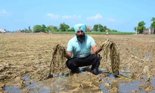 Kapurthala के किसानों ने कर्ज की चिंता के बीच नुकसान का आकलन किया Kapurthala के किसानों ने कर्ज की चिंता के बीच नुकसान का आकलन किया
