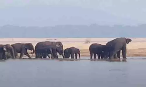 Mahanadi के रेतीले हिस्से में फंसा 17 हाथियों का झुंड, वन विभाग अलर्ट पर