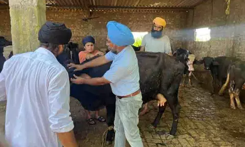 Punjab बाढ़, पशुओं पर रोगाणु संक्रमण का खतरा