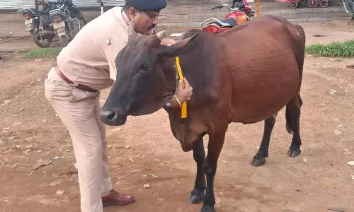 धमतरी में आवारा मवेशियों को पहनाए जा रहे रेडियम रिफ्लेक्टर बेल्ट