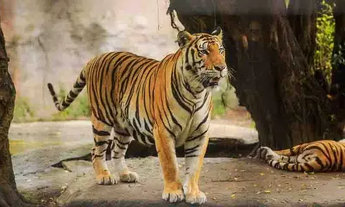 कवाल रिजर्व से बाघ का फर्जी वीडियो वायरल, Manchirial में दहशत कवाल रिजर्व से बाघ का फर्जी वीडियो वायरल, Manchirial में दहशत