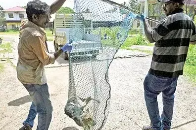 Kerala : अधिकारियों ने उन्हें पकड़ने और हटाने के लिए स्कूल में छुट्टी कर दी