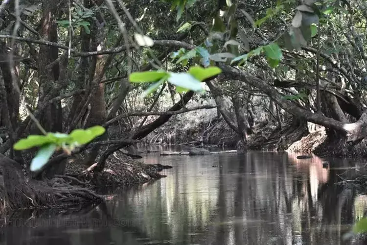 Kerala :  वर्षा कम होने के कारण कुरुद्वीप में प्रवेश प्रतिबंध हटा लिए गए