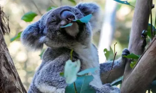 Australia ने कोआला को क्लैमाइडिया से बचाने के लिए दुनिया के पहले टीके को मंजूरी दी