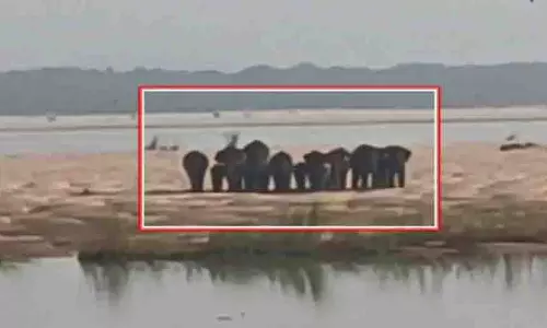 Banki के पास महानदी में फंसे 17 हाथी, वन विभाग अलर्ट पर Banki के पास महानदी में फंसे 17 हाथी, वन विभाग अलर्ट पर