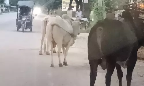 Pauri Garhwal: सड़क और गलियों में घूमते गाय-भैंस, जनता में नाराजगी Pauri Garhwal: सड़क और गलियों में घूमते गाय-भैंस, जनता में नाराजगी