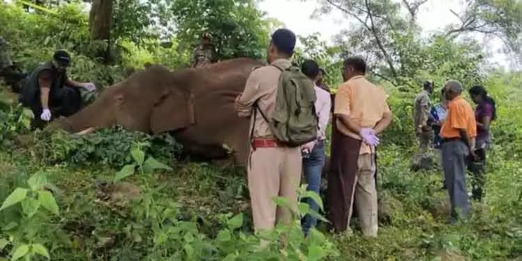 Deogarh टस्कर मृत पाया गया Deogarh टस्कर मृत पाया गया