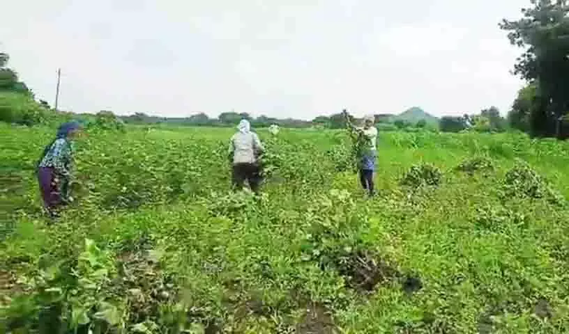 यूरिया की कमी से Telangana के काश्तकार संकट में यूरिया की कमी से Telangana के काश्तकार संकट में