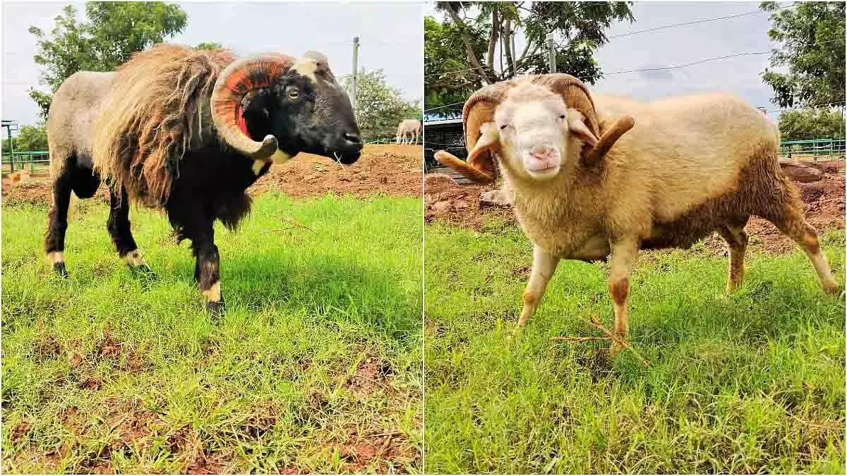 PETA इंडिया को बांद्रा टर्मिनस के पास जब्त मेढ़ों की अंतरिम हिरासत मिली PETA इंडिया को बांद्रा टर्मिनस के पास जब्त मेढ़ों की अंतरिम हिरासत मिली