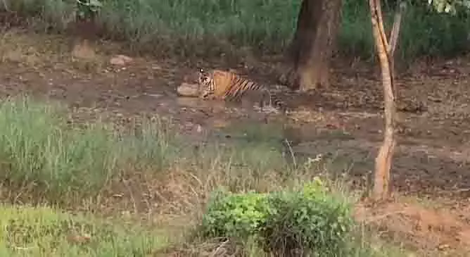 पन्ना रिजर्व का बाघ गांव के पास पानी पीते हुए आराम करते देखा गया पन्ना रिजर्व का बाघ गांव के पास पानी पीते हुए आराम करते देखा गया