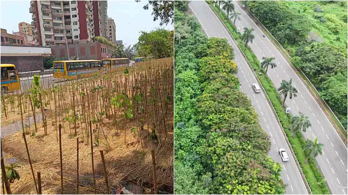 Seawoods में 3,500 पेड़ों वाला मियावाकी वन फल-फूल रहा है Seawoods में 3,500 पेड़ों वाला मियावाकी वन फल-फूल रहा है
