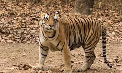 वनकर्मियों के सामने अचानक आए तीन बाघ, पेड़ पर चढ़कर बचाई जान