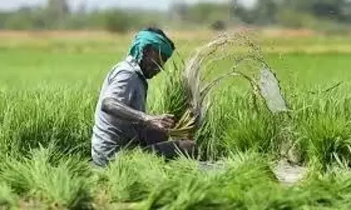 Jaipur: प्रधानमंत्री फसल बीमा योजना का लाभ 72 घंटे में सूचना देने पर