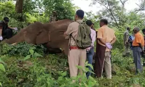 Deogarh टस्कर मृत पाया गया