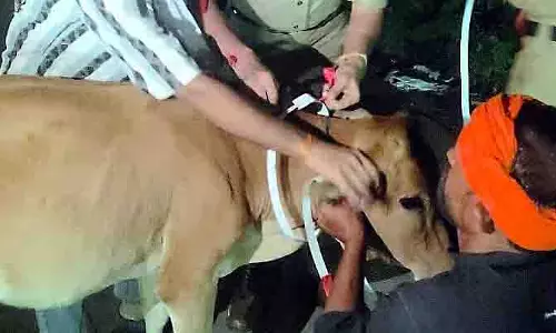 Bhopal: सड़क दुर्घटनाओं को रोकने के लिए मवेशियों के लिए रिफ्लेक्टिव बेल्ट