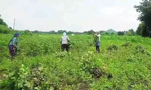 यूरिया की कमी से Telangana के काश्तकार संकट में यूरिया की कमी से Telangana के काश्तकार संकट में