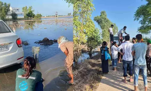Punjab: बाढ़ प्रभावित पशुओं के लिए राहत अभियान शुरू