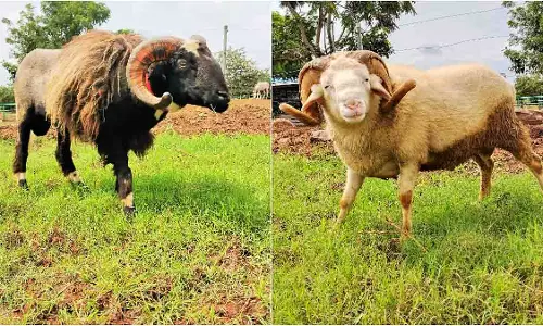 PETA इंडिया को बांद्रा टर्मिनस के पास जब्त मेढ़ों की अंतरिम हिरासत मिली PETA इंडिया को बांद्रा टर्मिनस के पास जब्त मेढ़ों की अंतरिम हिरासत मिली