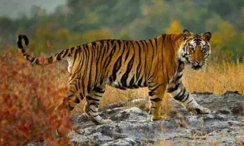 बाघों पर नियंत्रण करो या हमें प्रति एकड़ 30 लाख रुपये दो; किसानों की मांग