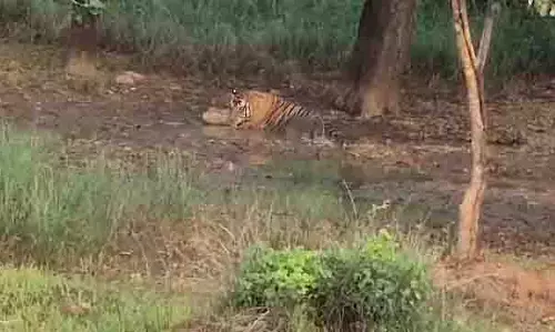 पन्ना रिजर्व का बाघ गांव के पास पानी पीते हुए आराम करते देखा गया