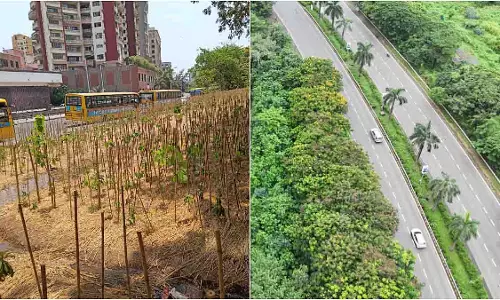 Seawoods में 3,500 पेड़ों वाला मियावाकी वन फल-फूल रहा है
