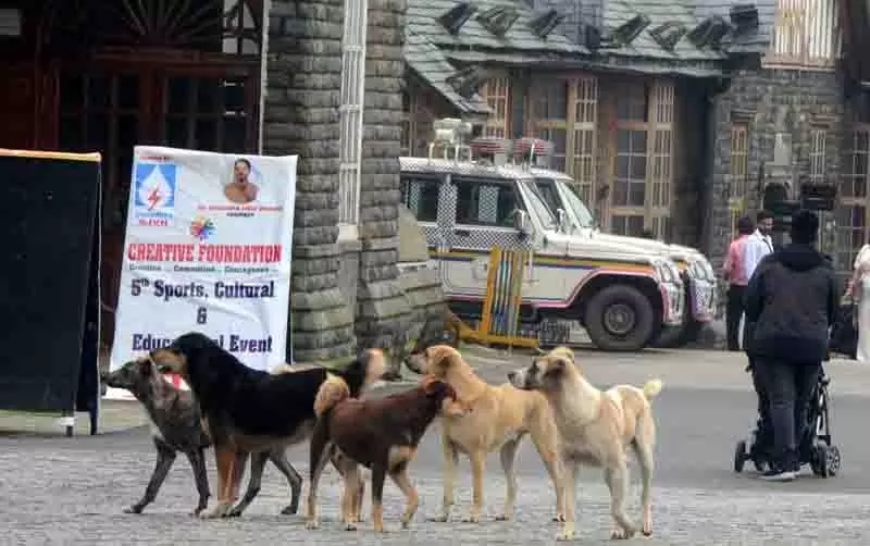 Shimla में विशेष अभियान के तहत 90% कुत्तों को रेबीज का टीका लगाया गया Shimla में विशेष अभियान के तहत 90% कुत्तों को रेबीज का टीका लगाया गया