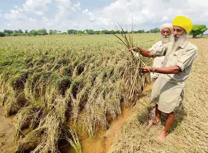 Bhagwant Mann ने 24 सितंबर तक पंजाब के खेतों से गाद साफ करने का संकल्प लिया Bhagwant Mann ने 24 सितंबर तक पंजाब के खेतों से गाद साफ करने का संकल्प लिया
