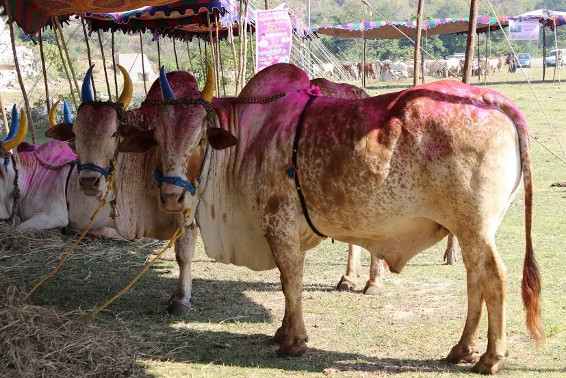 Kerala सरकार ने मसौदा विधेयक को मंजूरी दी, बैल और मवेशी दौड़ को कानूनी मान्यता मिलेगी Kerala सरकार ने मसौदा विधेयक को मंजूरी दी, बैल और मवेशी दौड़ को कानूनी मान्यता मिलेगी