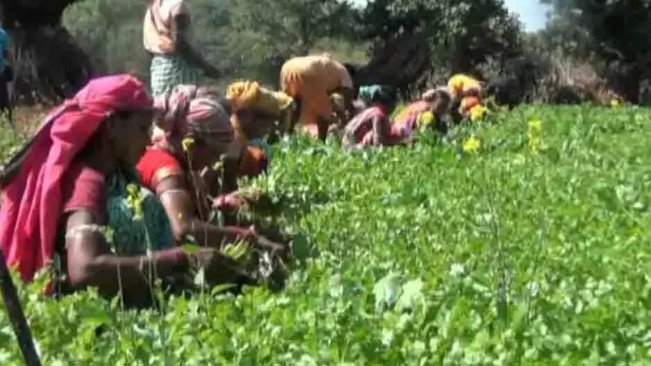 Odisha: कोरापुट के सुगंधित मसाले बने पर्यटन का नया आकर्षण Odisha: कोरापुट के सुगंधित मसाले बने पर्यटन का नया आकर्षण