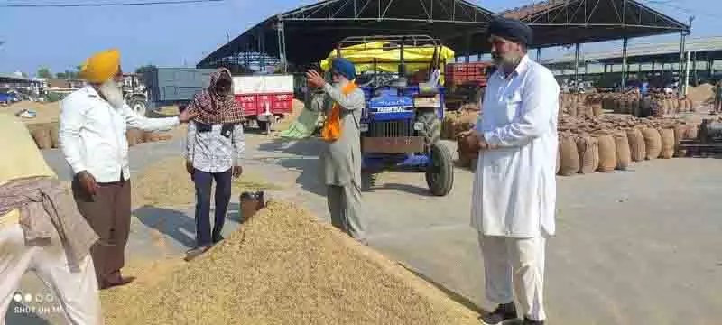 Tarn Taran में बासमती की शुरुआती फसल की कीमतों में गिरावट Tarn Taran में बासमती की शुरुआती फसल की कीमतों में गिरावट