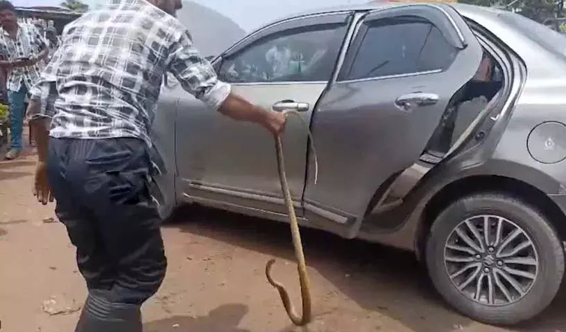 कार में सांप..दंपति सदमे में कार में सांप..दंपति सदमे में