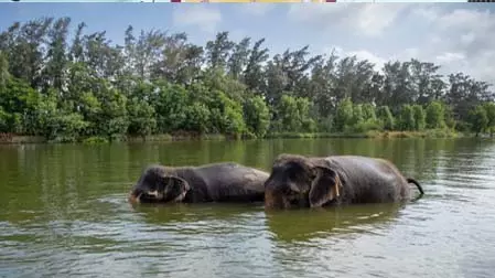 वंतारा में हाथियों की अवैध कैद की जांच को लेकर सुप्रीम कोर्ट में सोमवार को सुनवाई वंतारा में हाथियों की अवैध कैद की जांच को लेकर सुप्रीम कोर्ट में सोमवार को सुनवाई