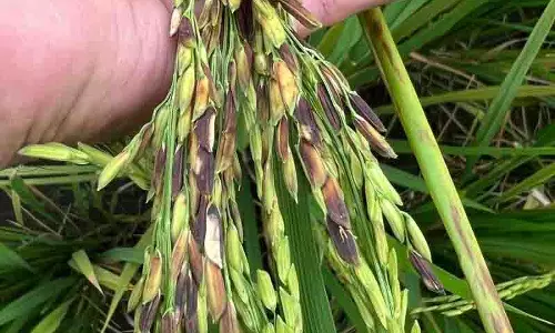 Punjab: बाढ़ के बाद, किसान अनाज के रंग बदलने और कीटों की बढ़ती समस्या से जूझ रहे