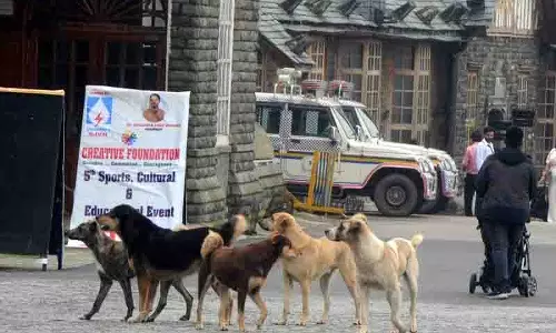 Shimla में विशेष अभियान के तहत 90% कुत्तों को रेबीज का टीका लगाया गया Shimla में विशेष अभियान के तहत 90% कुत्तों को रेबीज का टीका लगाया गया