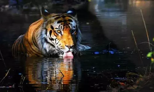 IIMC, ढेंकनाल वन विभाग ने फोटोग्राफी प्रतियोगिता का शुभारंभ किया