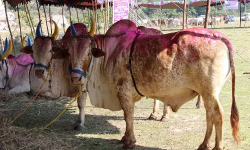 Kerala  सरकार ने मसौदा विधेयक को मंजूरी दी, बैल और मवेशी दौड़ को कानूनी मान्यता मिलेगी