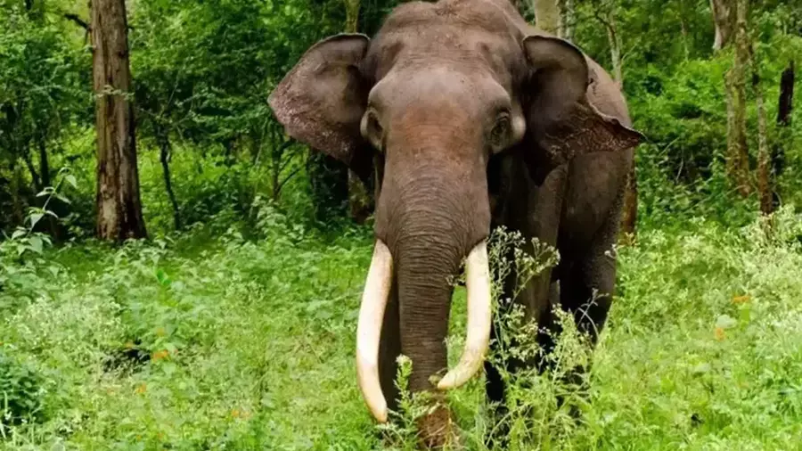 Kerala कैबिनेट ने वन्यजीव संरक्षण संशोधन विधेयक 2025 को मंजूरी दी