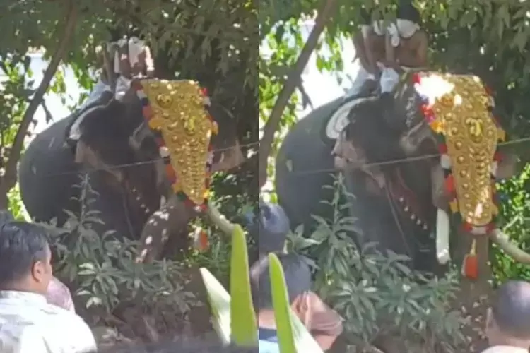 Kerala :  पलक्कड़ में श्रीकृष्ण जयंती समारोह के दौरान हाथी ने उत्पात मचाया