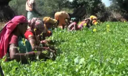 Odisha: कोरापुट के सुगंधित मसाले बने पर्यटन का नया आकर्षण